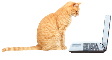 cat on computer