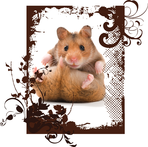 hamster