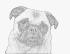 pug printed on vellum